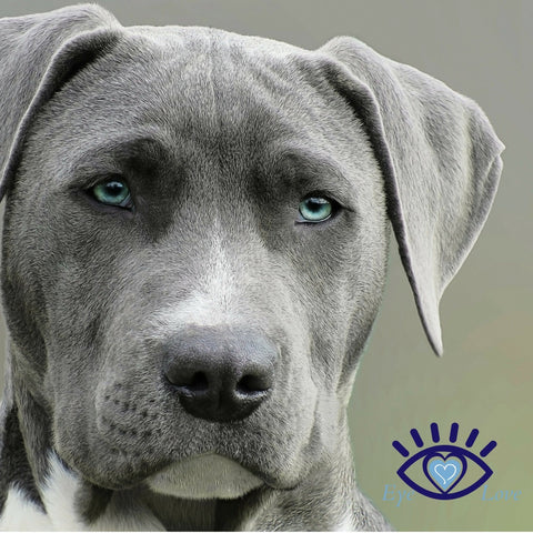 Dry Eye Relief for Your Canine Friends