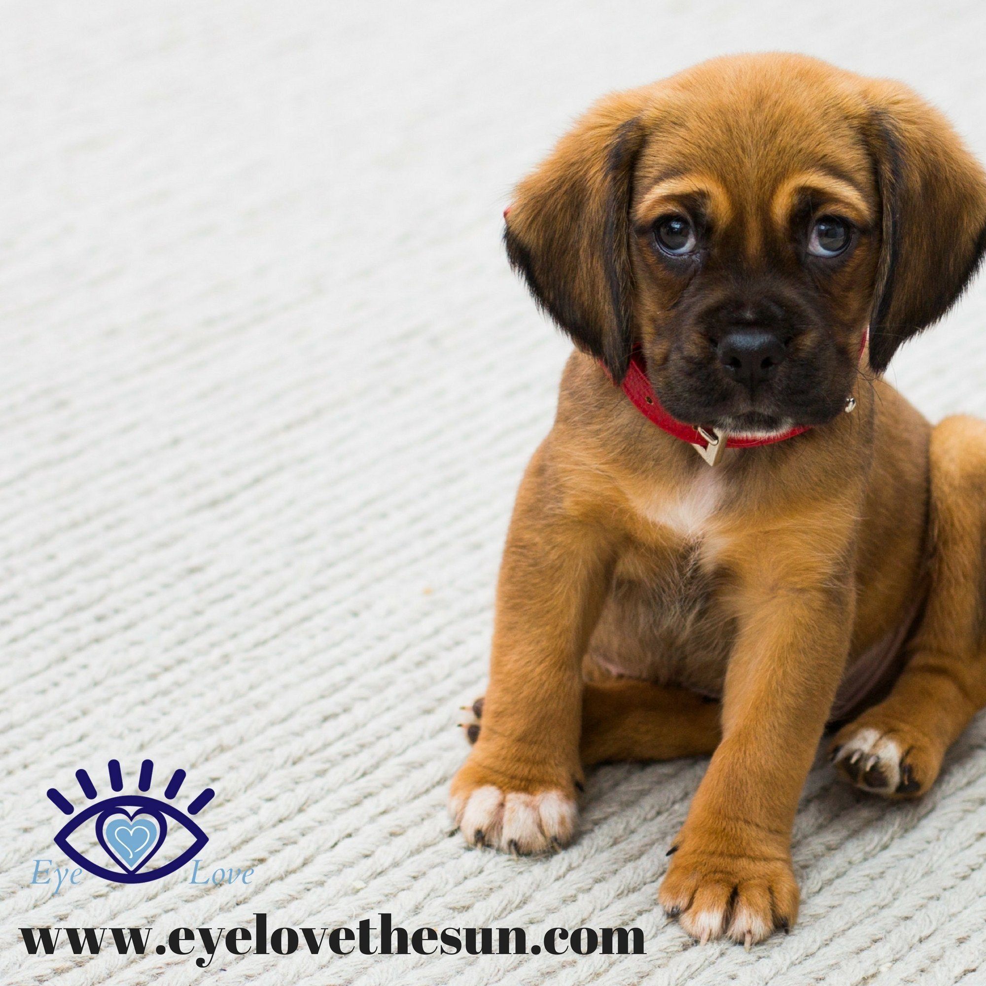 Dry Eye Surgery For Dogs
